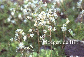 Saxifraga cuneifolia