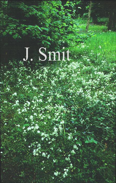 Saxifraga granulata 'Plena'