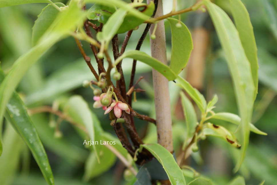 Schisandra propinqua