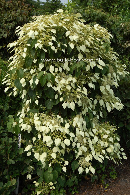 Schizophragma fauriei