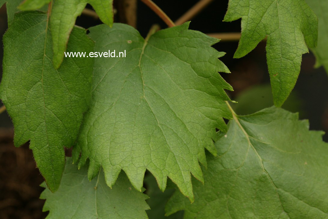 Schizophragma hydrangeoides 'Korean'