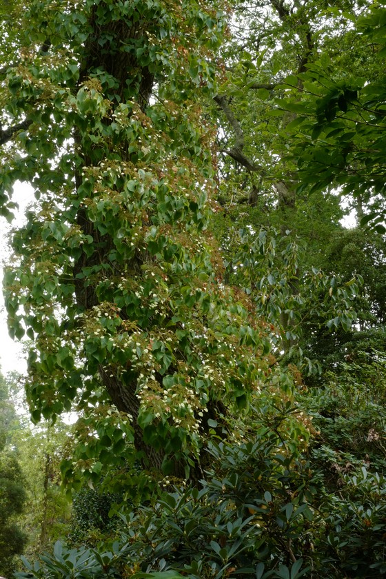Schizophragma hydrangeoides 'Moonlight'