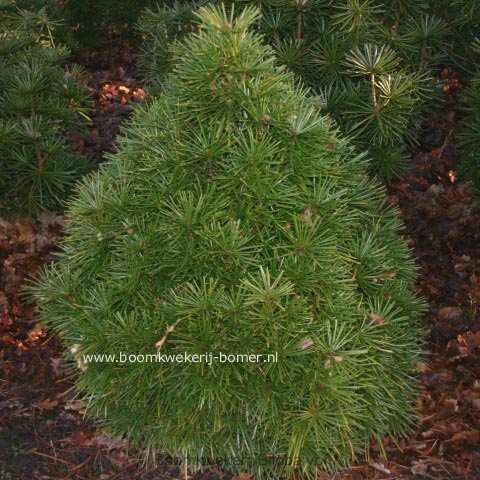 Sciadopitys verticillata 'Gruene Kugel'