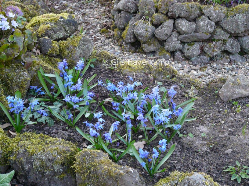 Scilla siberica