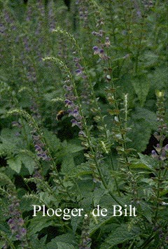 Scutellaria altissima