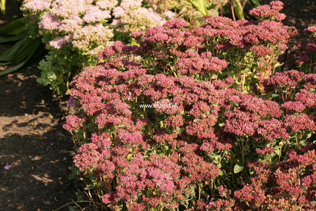 Sedum 'Carl'