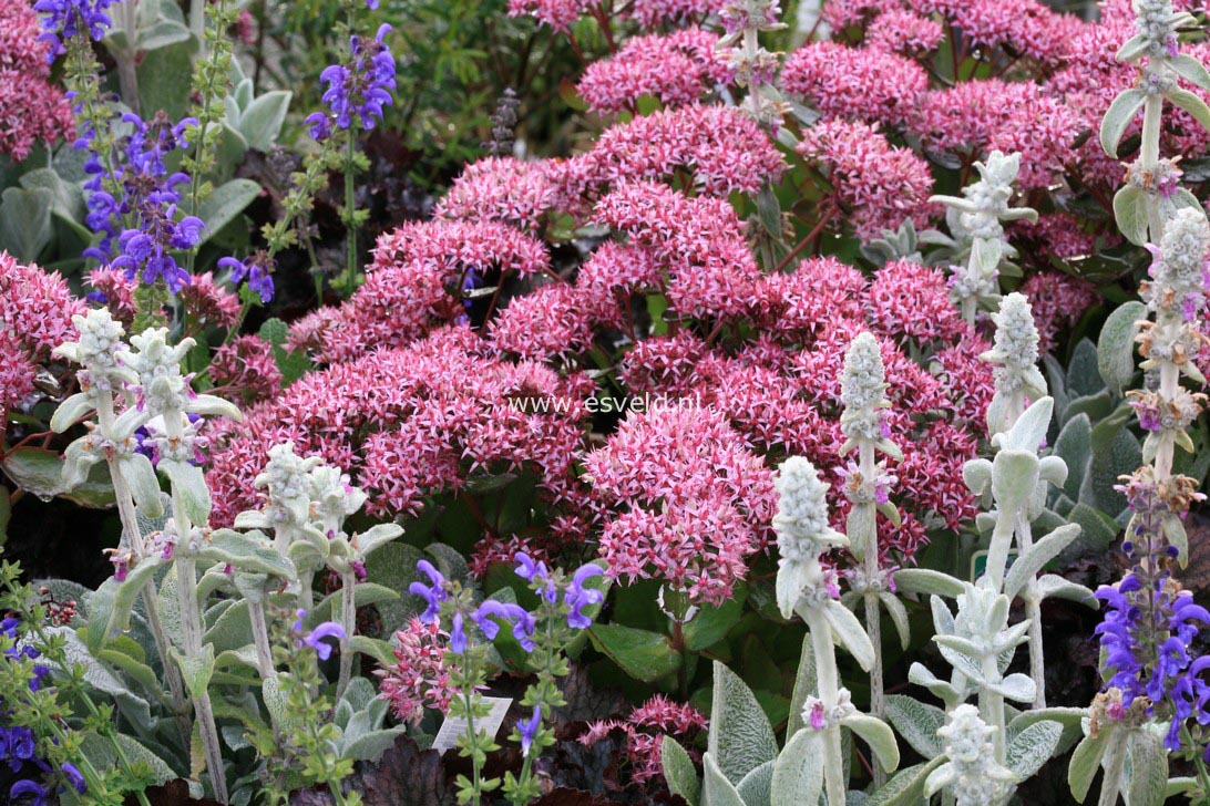 Sedum 'Cloud Walker'