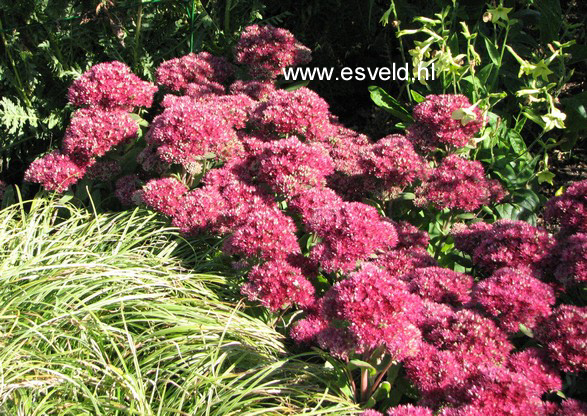 Sedum 'Mr. Goodbud'