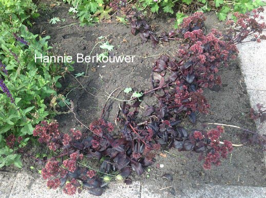 Sedum 'Postman's Pride'