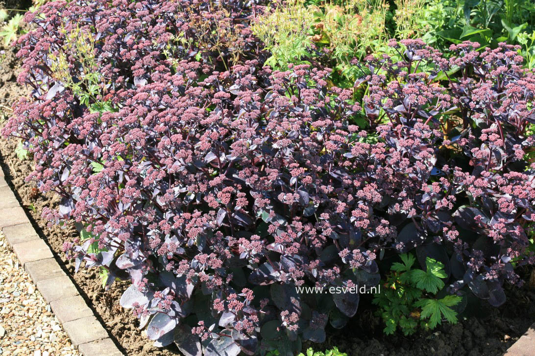 Sedum 'Xenox'