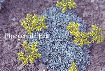 Sedum spathulifolium