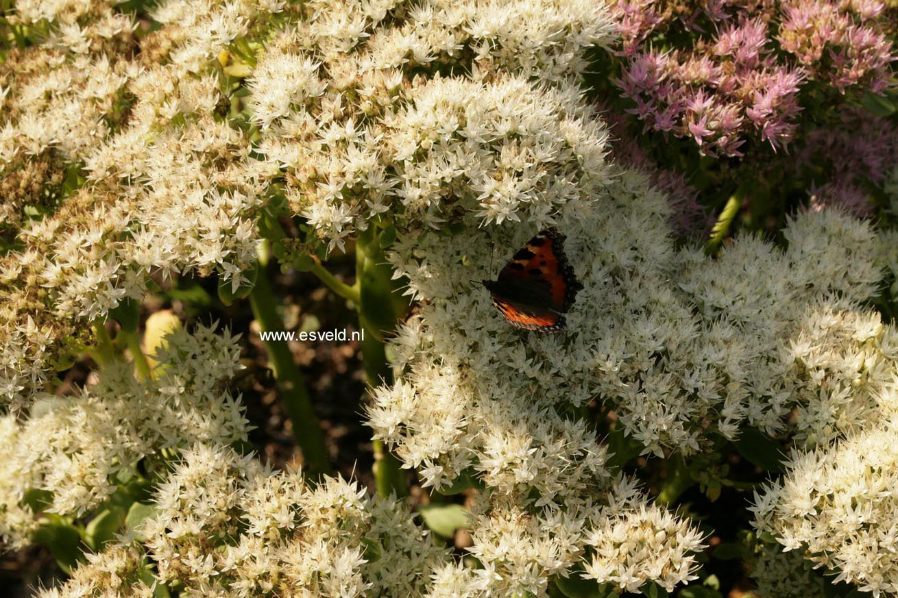 Sedum spectabile 'Iceberg'