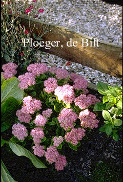 Sedum spectabile