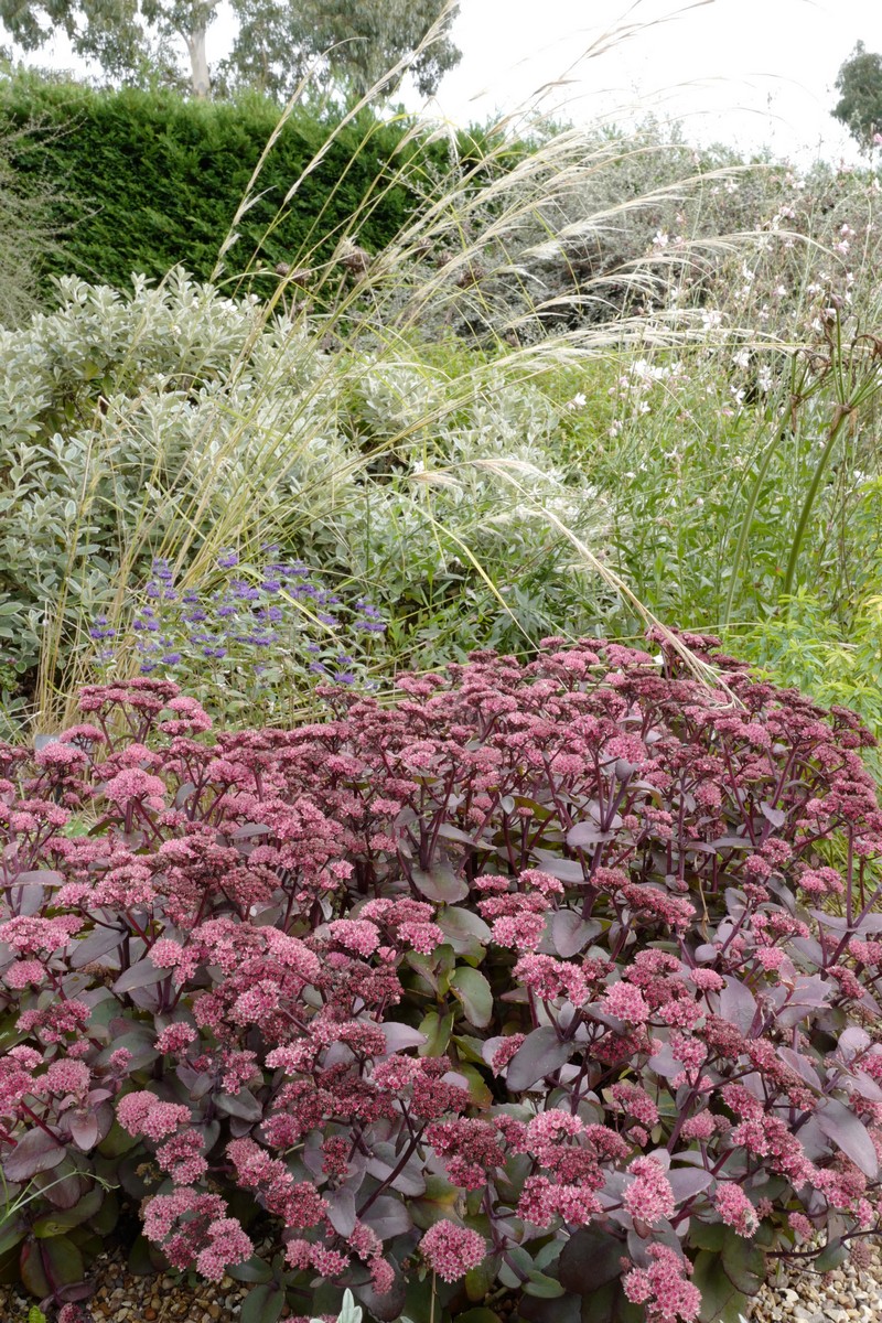 Sedum telephium 'Karfunkelstein'