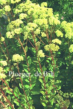 Sedum telephium ssp. maximum