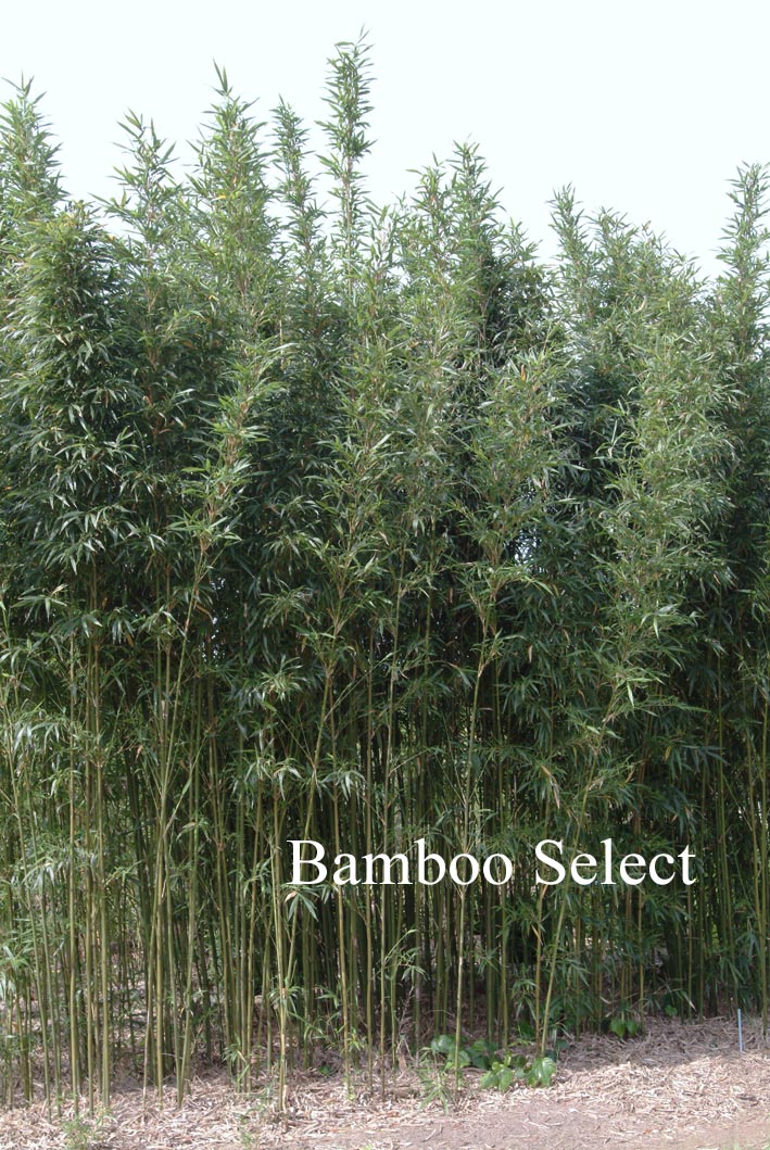 Semiarundinaria fastuosa var. viridis