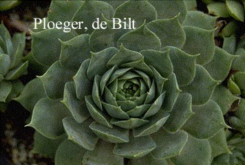 Sempervivum tectorum 'Bicolor'