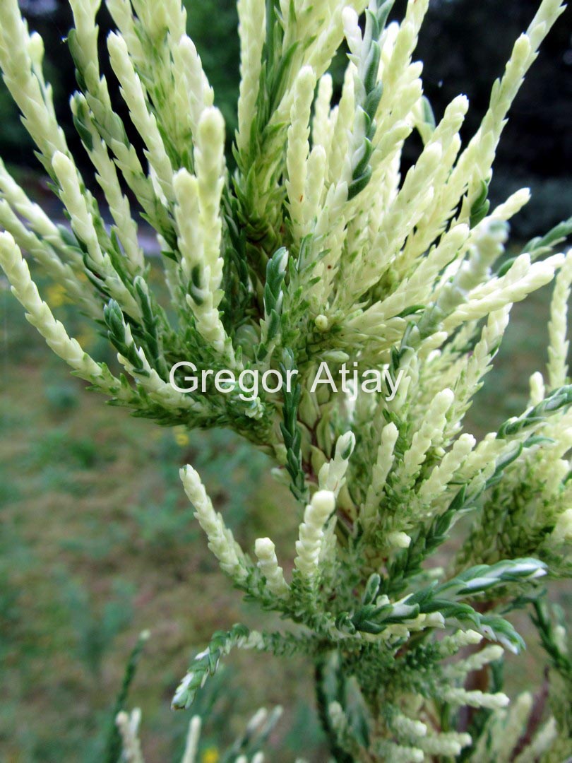 Sequoiadendron giganteum 'France Beauty'