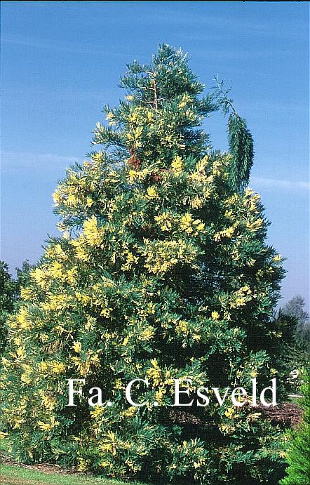 Sequoiadendron giganteum 'Variegatum'