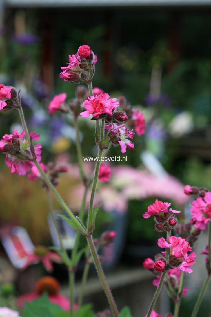 Silene 'Firefly'