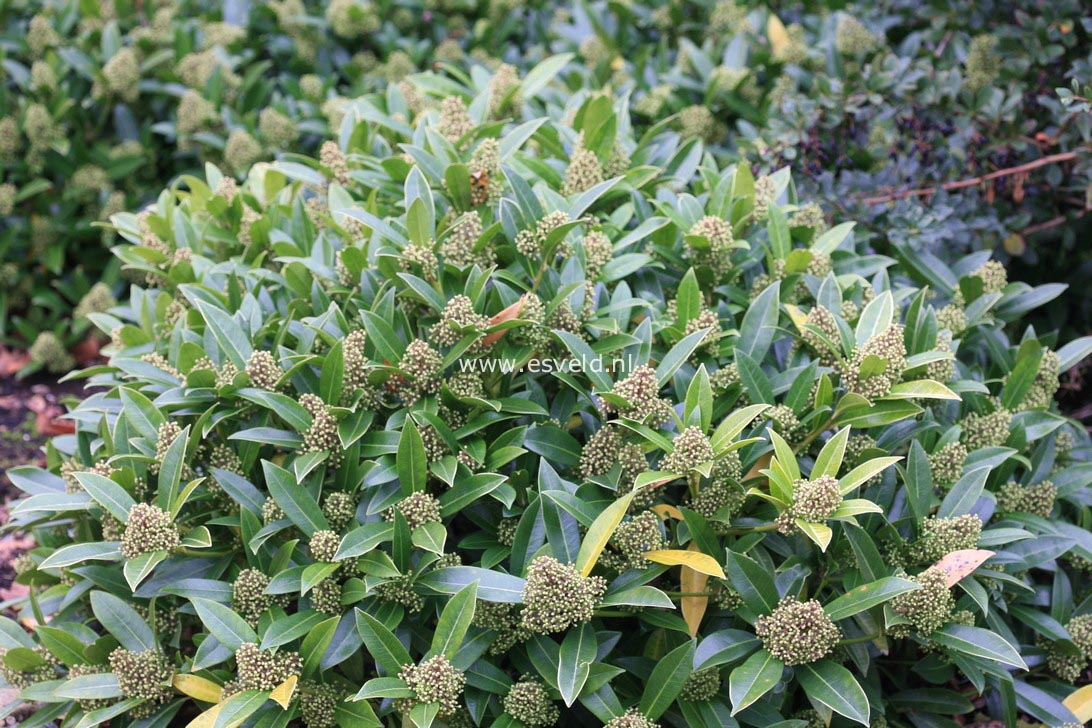 Skimmia confusa