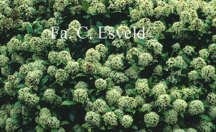 Skimmia japonica 'Emerald King'