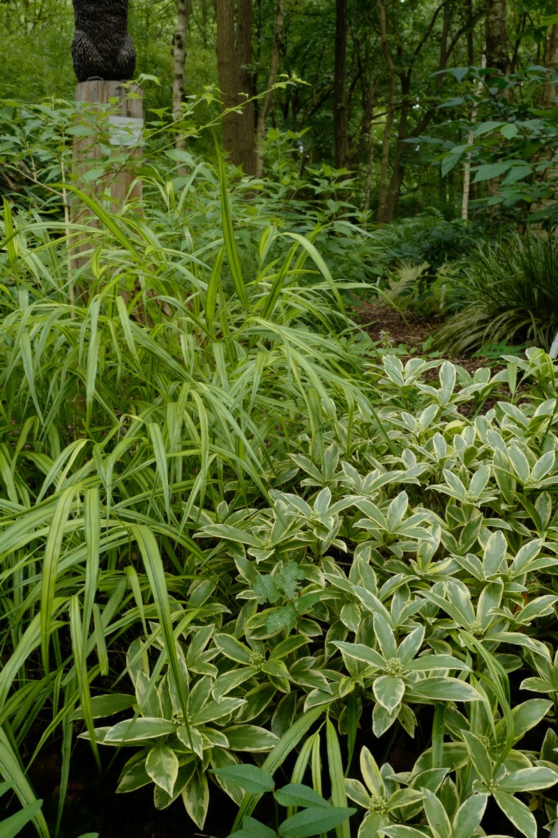 Skimmia japonica 'Magic Marlot'
