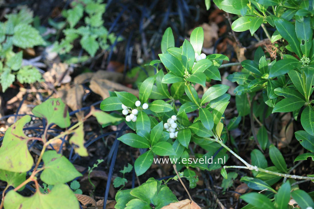 Skimmia japonica 'Wakehurst White'