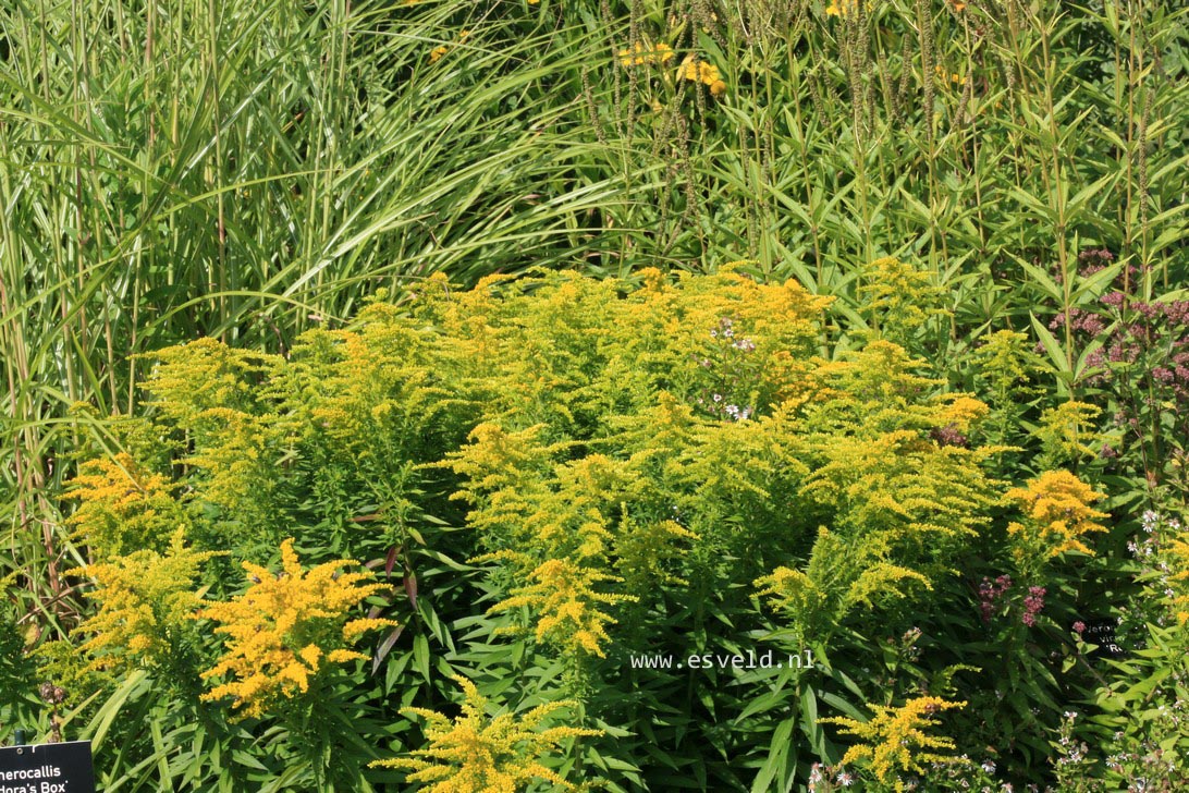 Solidago 'Perkeo'