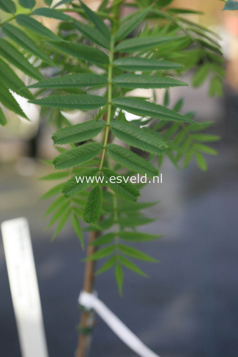 Sorbus 'Dodong'