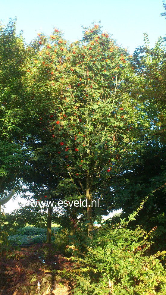 Sorbus 'Nevezhinskaja'