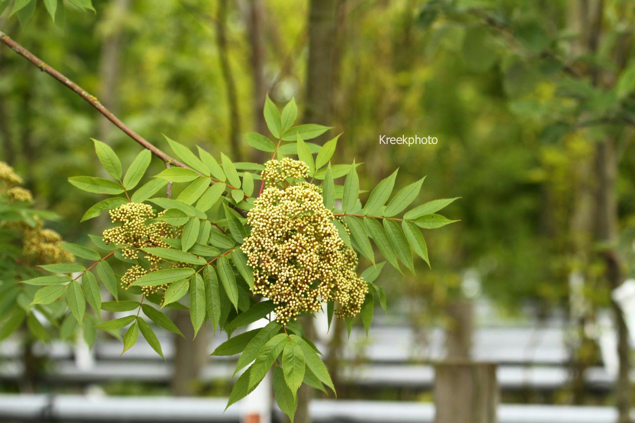 Sorbus 'Wilfrid Fox'