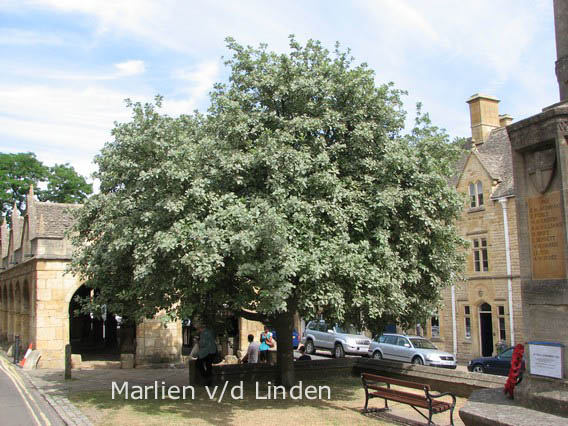 Sorbus aria 'Lutescens'