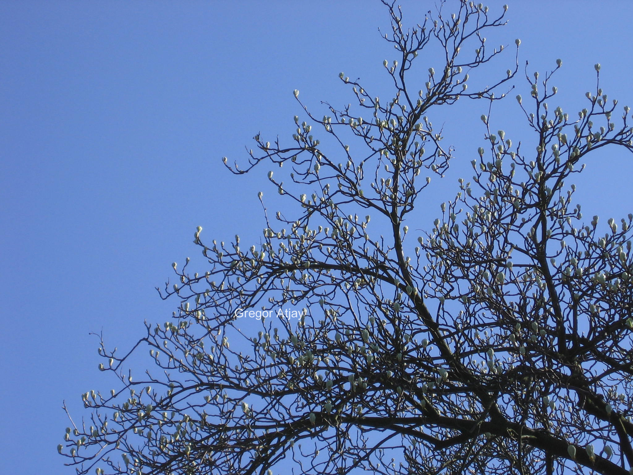 Sorbus aria 'Magnifica'