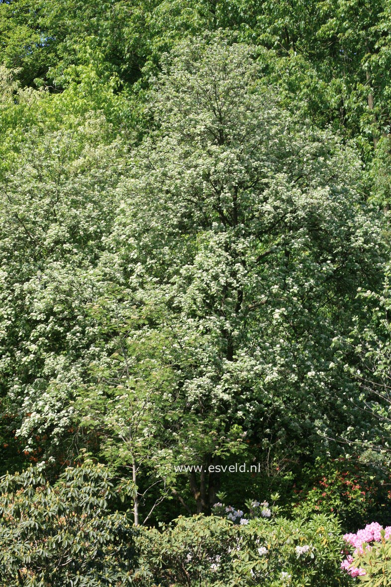 Sorbus aria 'Rotundifolia'