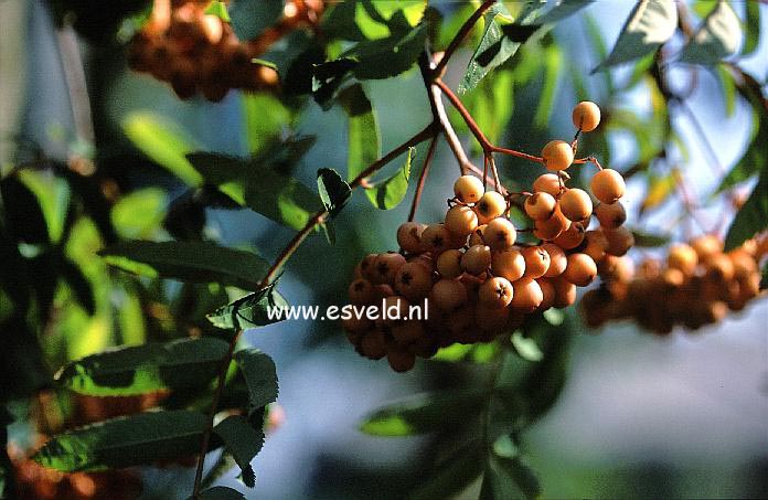 Sorbus arnoldiana 'Chamois Glowing Pink'