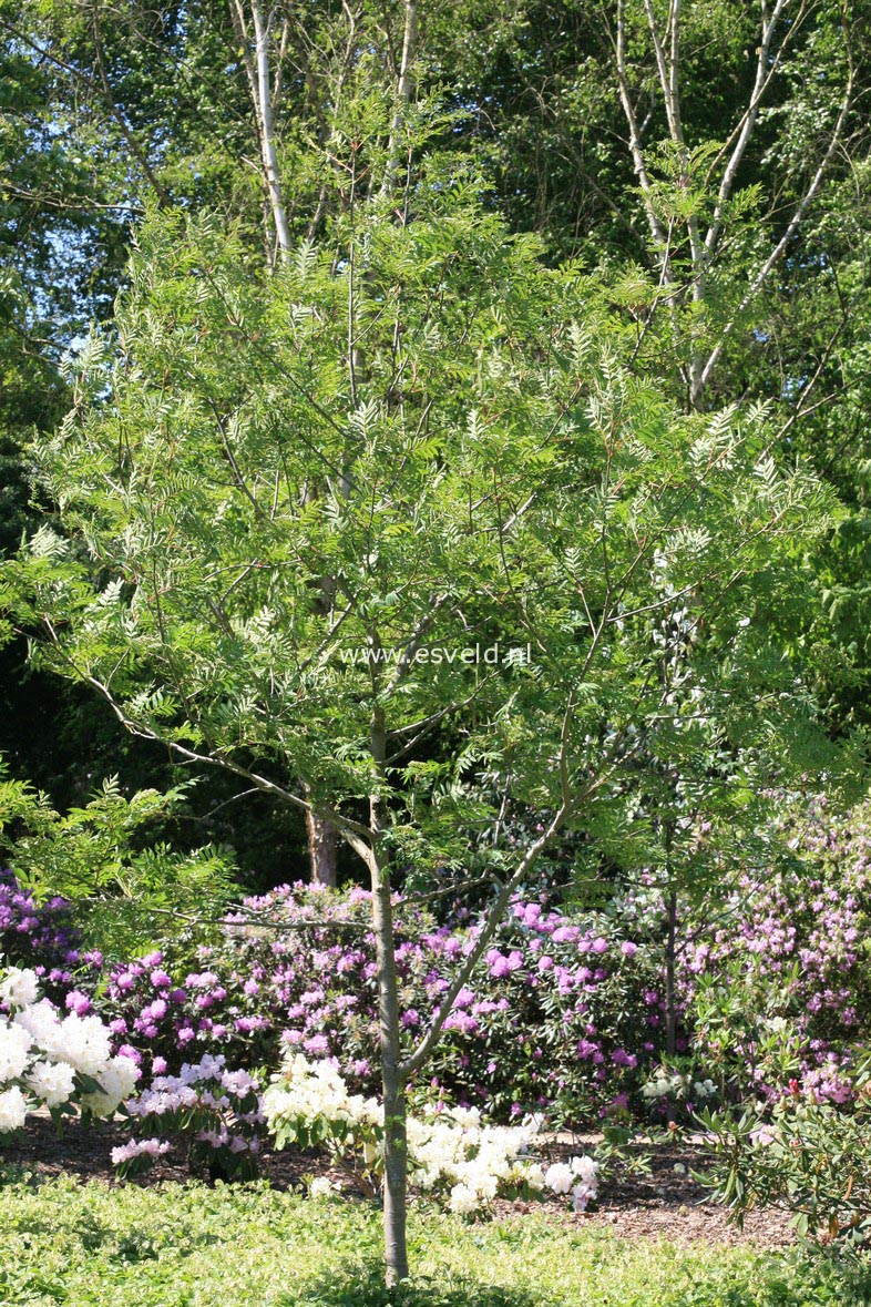 Sorbus arnoldiana 'Red Tip'