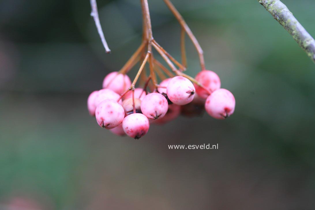 Sorbus cashmiriana 'Pink Form'