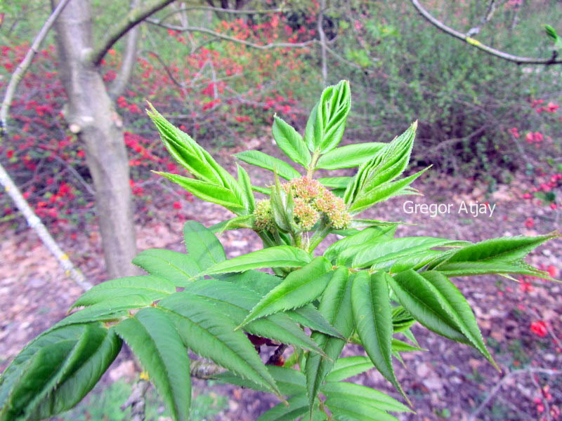 Sorbus commixta 'Belmonte'