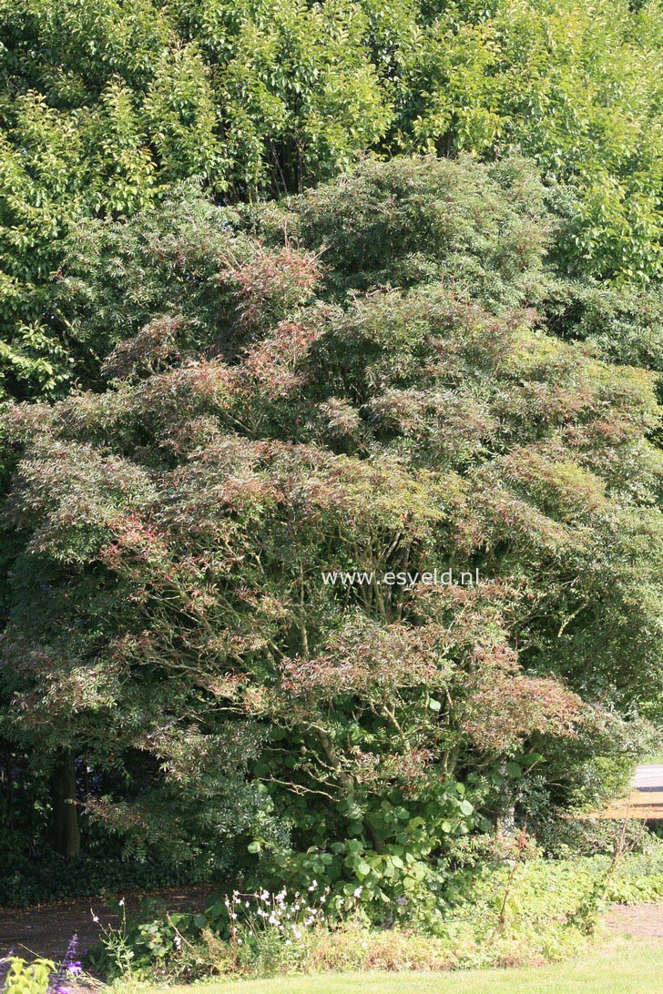 Sorbus commixta 'Carmencita'