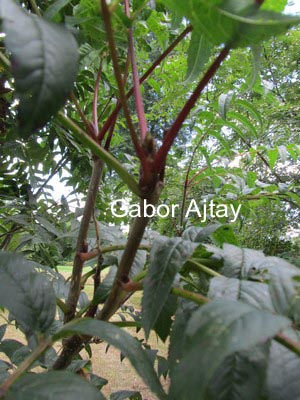 Sorbus decora