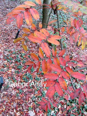 Sorbus discolor