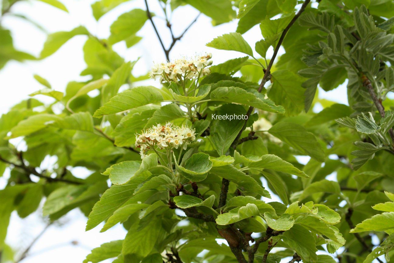Sorbus dubia