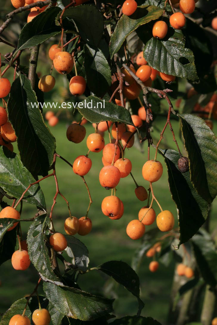 Sorbus folgneri 'Lemon Drop'