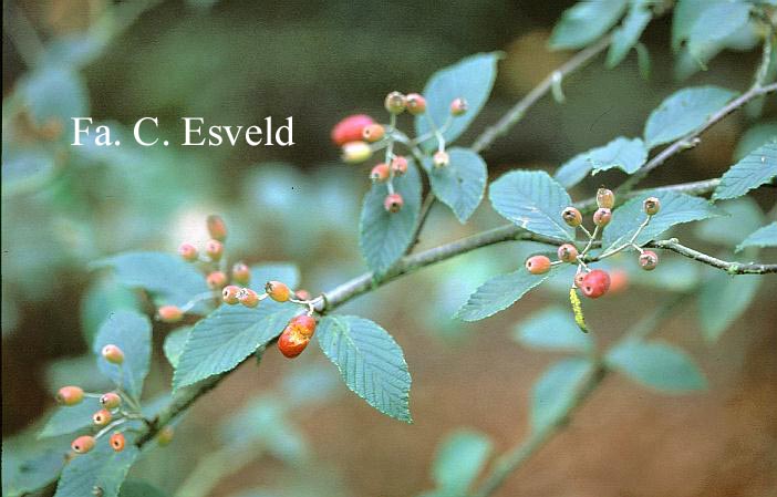 Sorbus folgneri