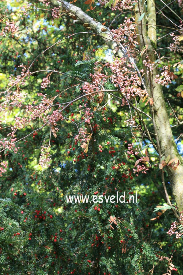 Sorbus hupehensis obtusa