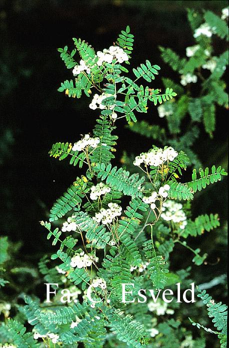 Sorbus munda (syn. S. prattii)