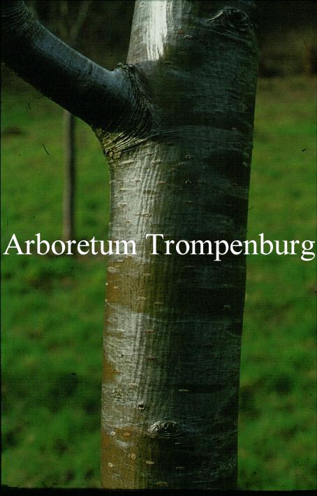 Sorbus rufo-ferruginea