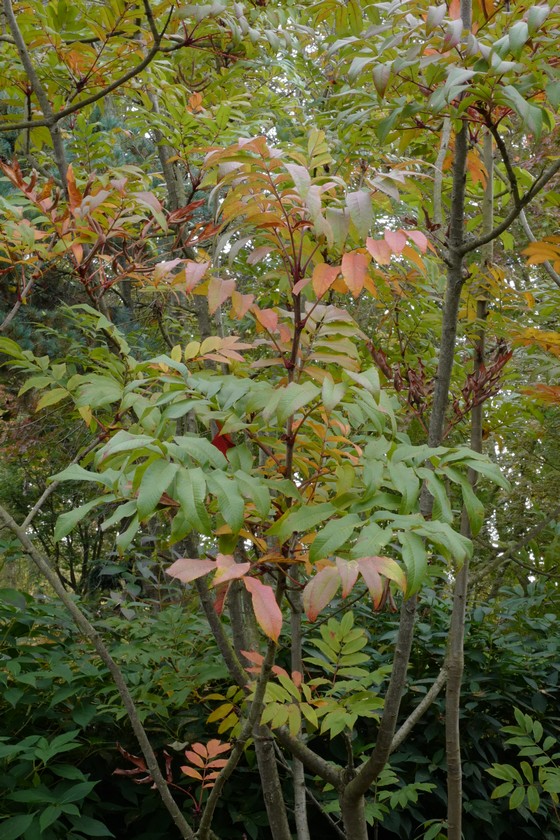 Sorbus sargentiana