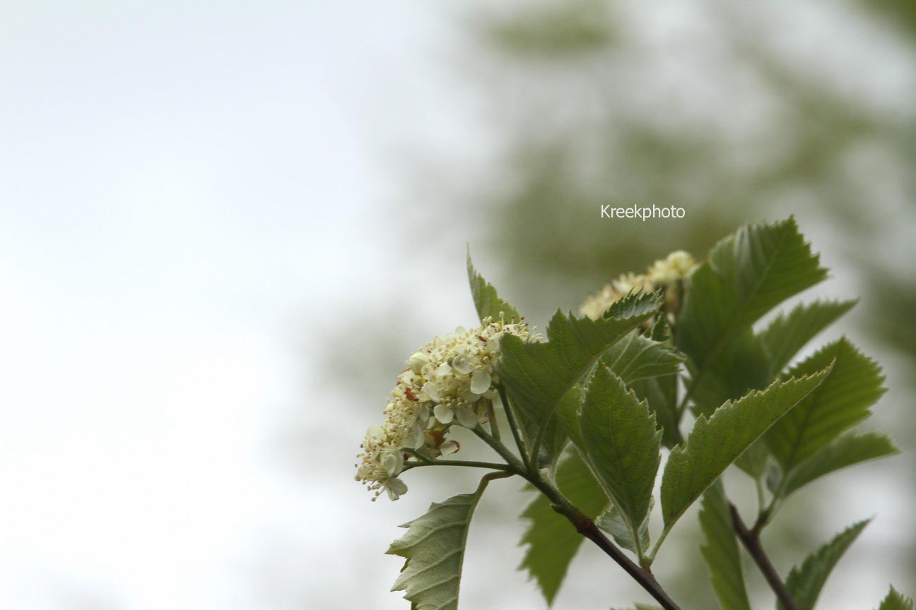 Sorbus simonkaiana